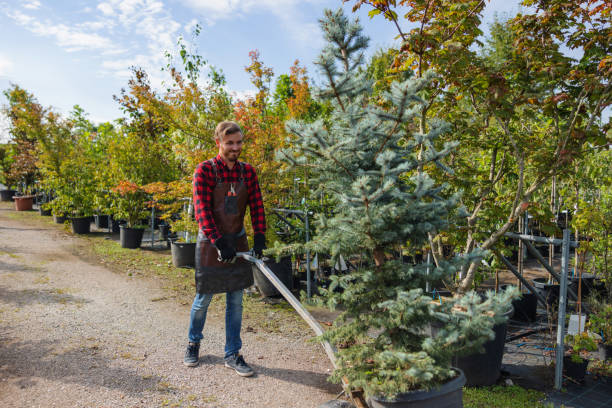 How Our Tree Care Process Works  in  Northwest Ithaca, NY